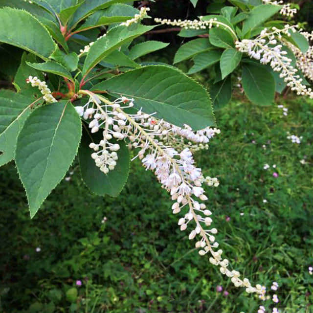 Clethra alnifolia