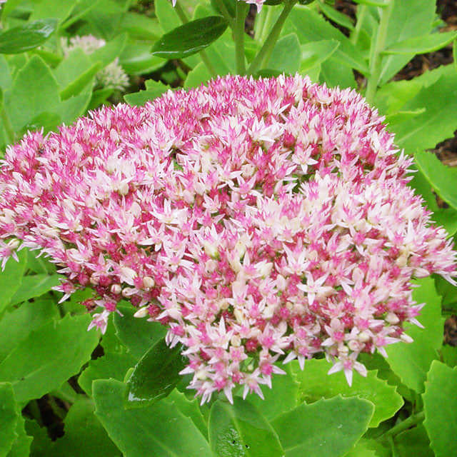 Sedum telephium