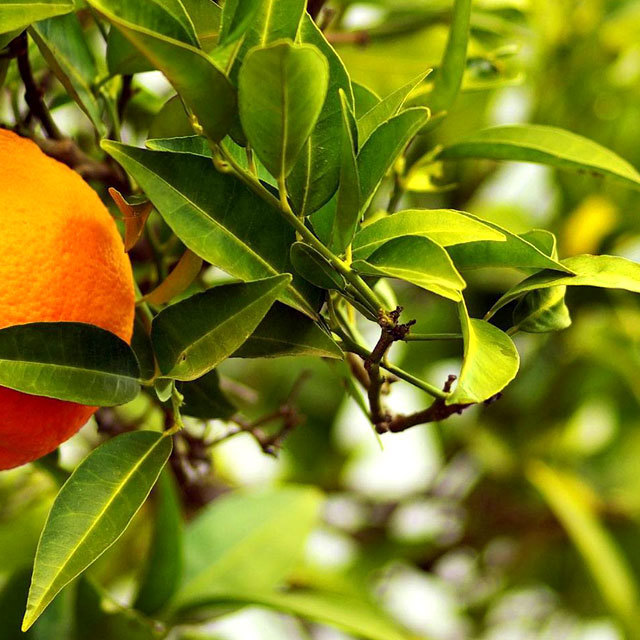 Citrus aurantium