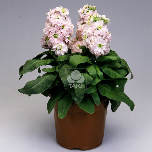 Matthiola incana Cinderella Appleblossom