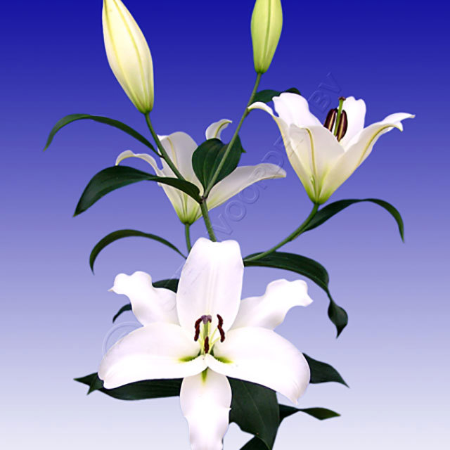 Lilium OT Cyclone Sticky Leaves