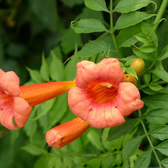 Campsis radicans