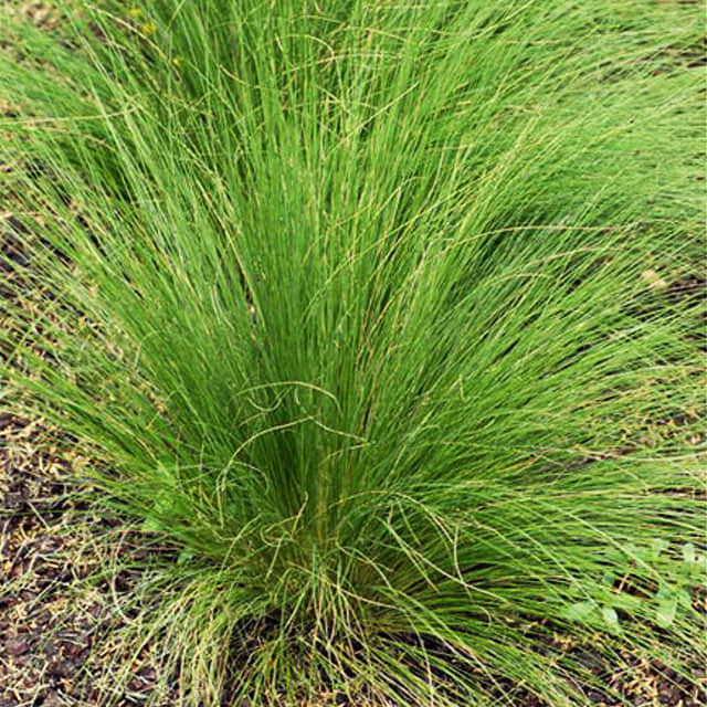 Stipa lessingiana