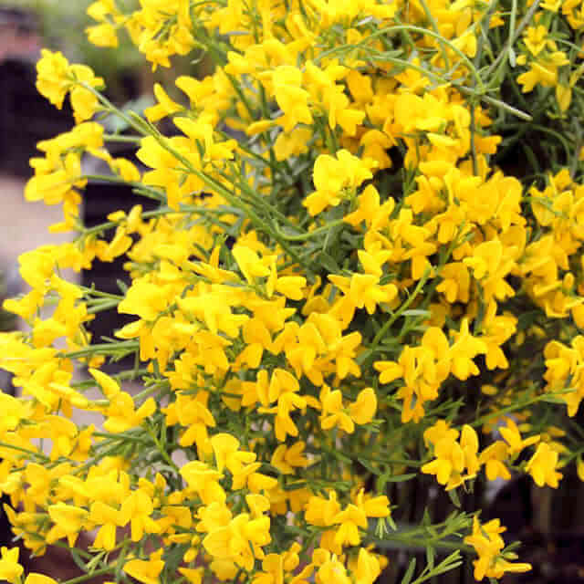 Genista lydia