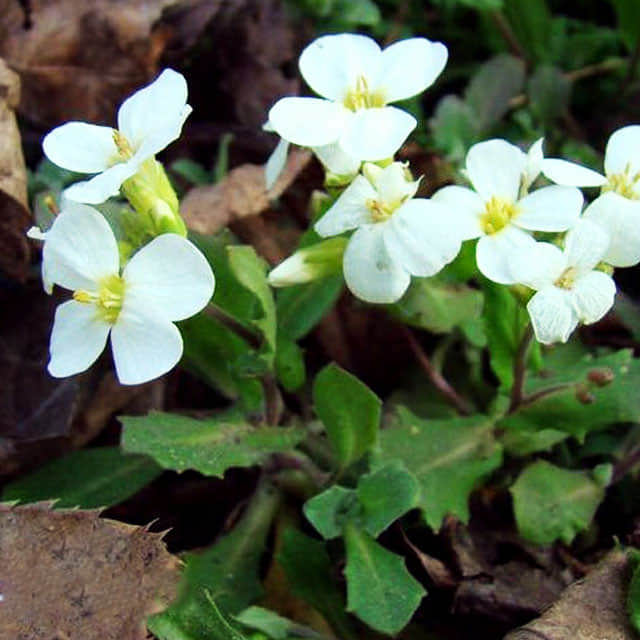 Arabis alpina