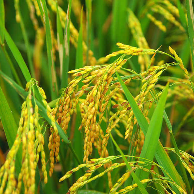 Poa annua