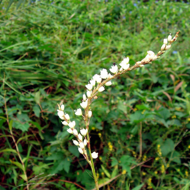 Polygonum japonicum
