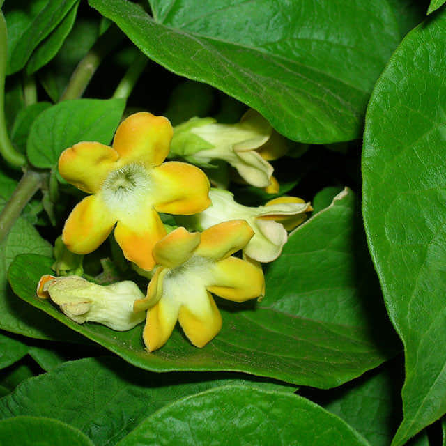 Telosma cordata