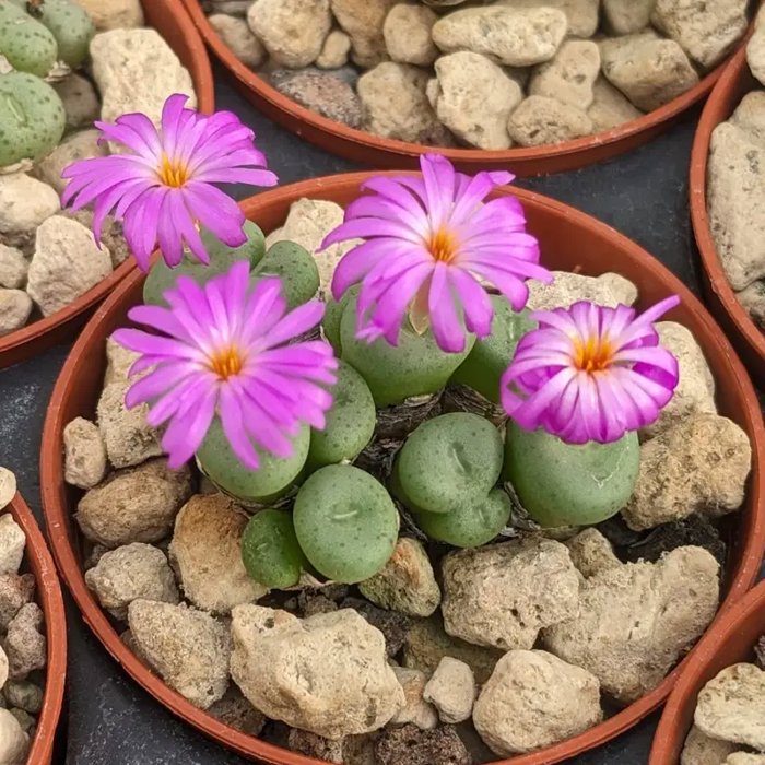 Conophytum maughanii