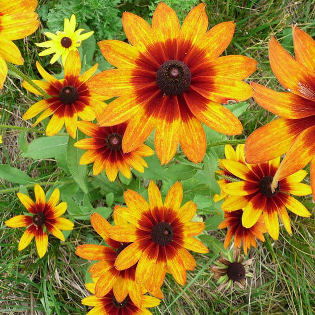 Chrysanthemum carinatum