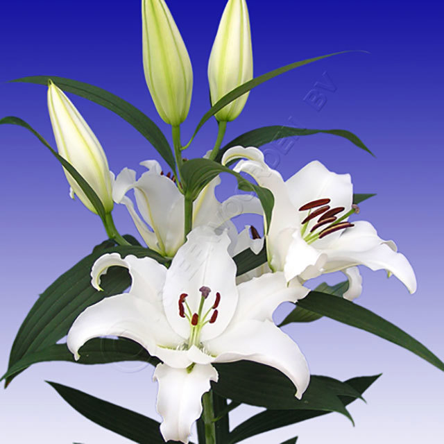 Lilium Oriental Pathos