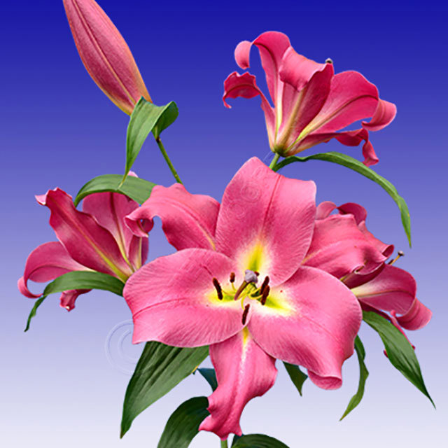Lilium OT Macizo Sticky Leaves