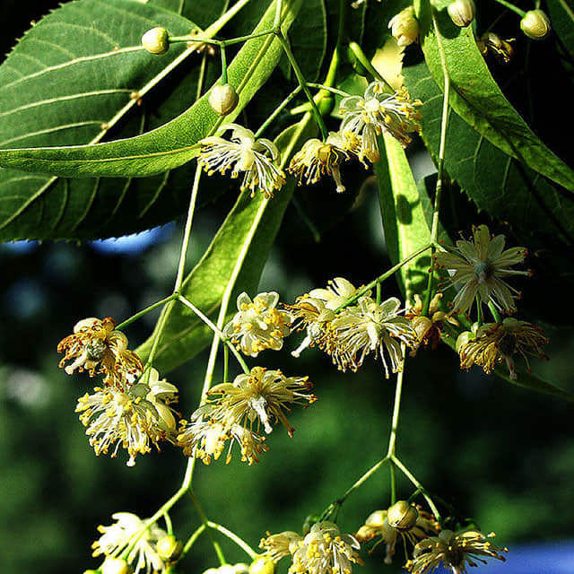 Tilia