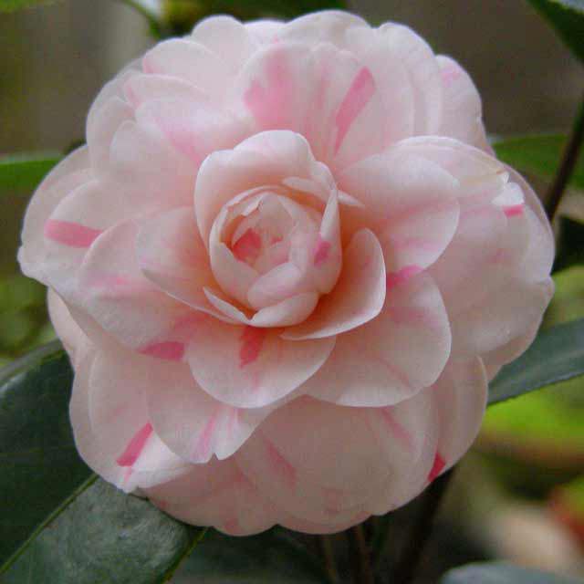 Camellia japonica Shibaxueshi