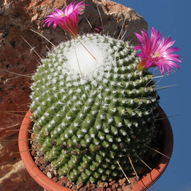Mammillaria spinosissima White Cottony Spots