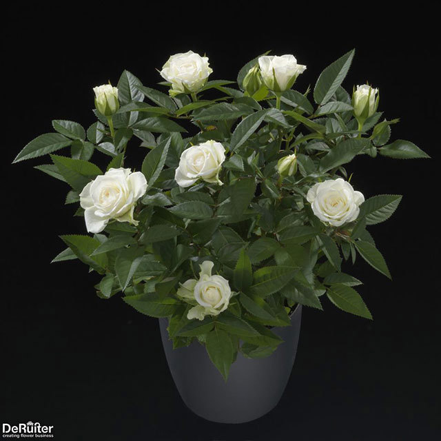 Mini Rose White Jewel Fine Webbing