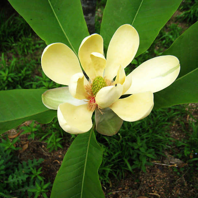 Magnolia officinalis