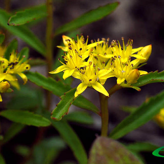 Sedum middendorffianum Fine Webbing