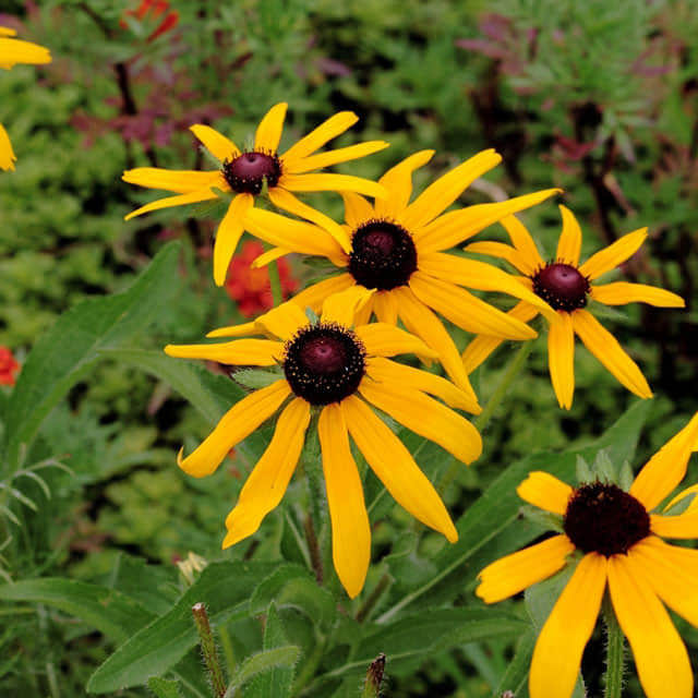 Echinacea paradoxa