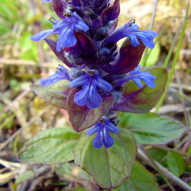 Ajuga reptans
