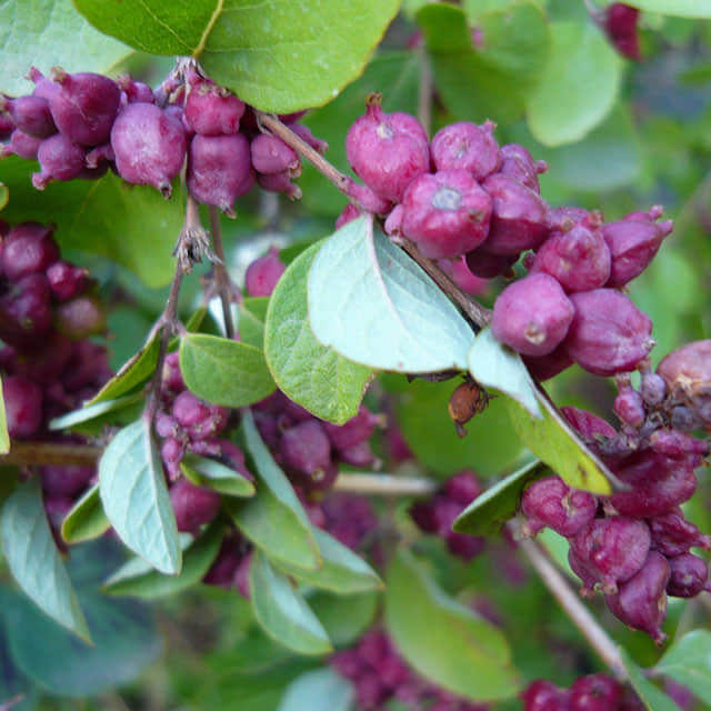 Symphoricarpos x doorenbosii