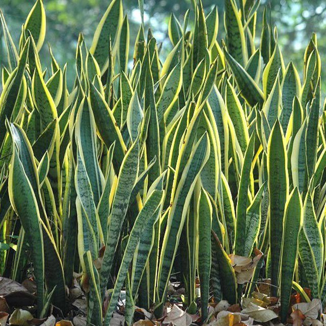 Sansevieria trifasciata
