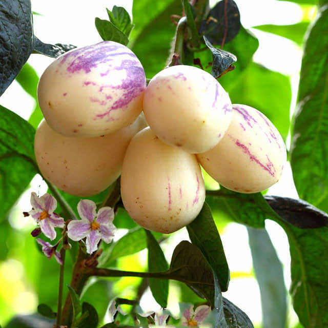 Solanum muricatum