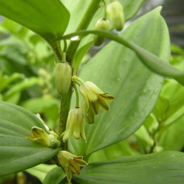 Disporopsis pernyi