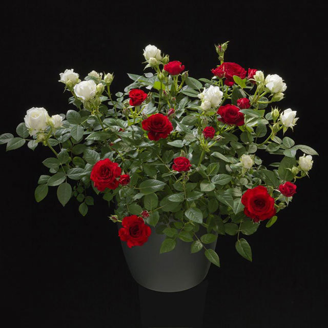 Mini Rose Twinny Cupido Fine Webbing