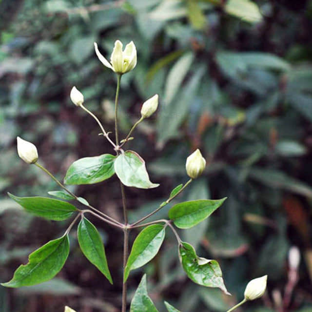 Clematis paniculata
