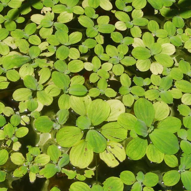 Lemna minor