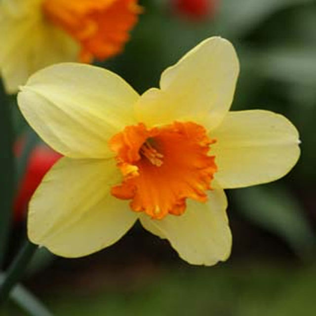 Narcissus Fortissimo