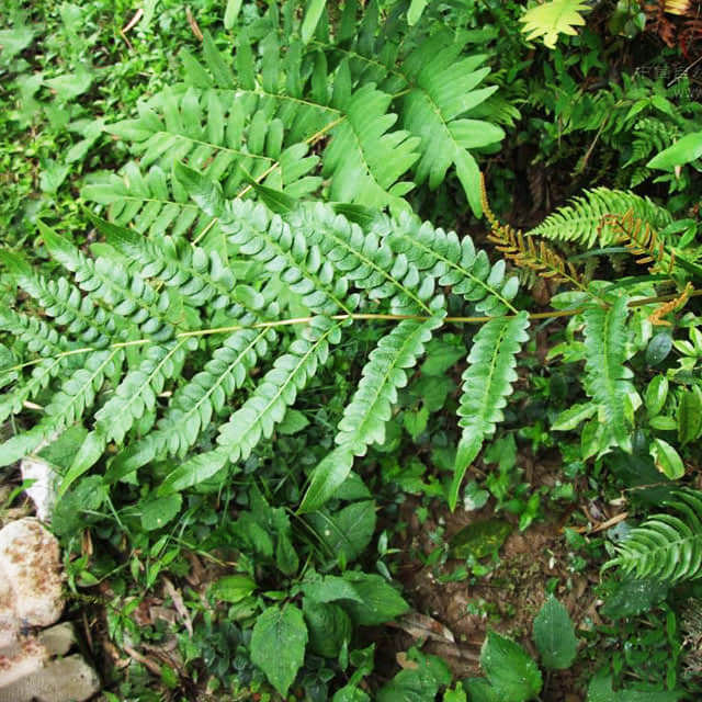 Royal Fern