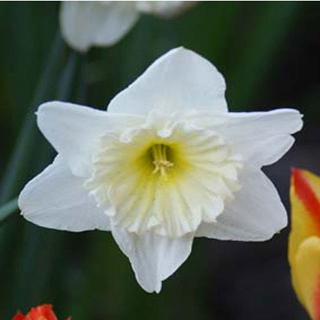 Narcissus Ice Follies Drooping Leaves
