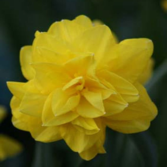 Narcissus Golden Ducat