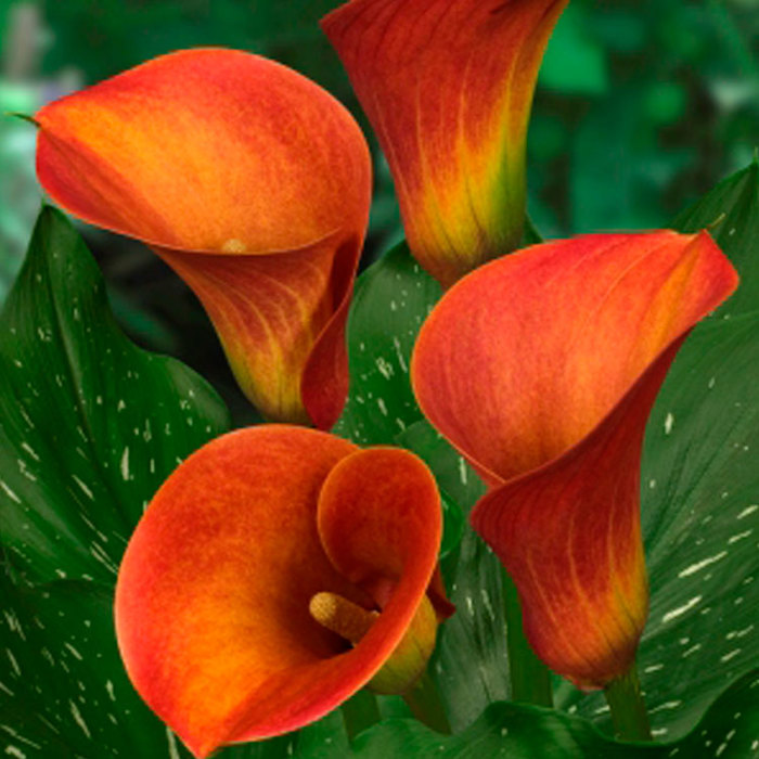 Zantedeschia Captain Safari