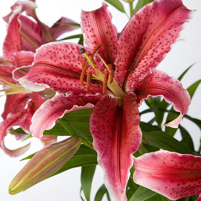 Lily Sumatra White Cottony Spots