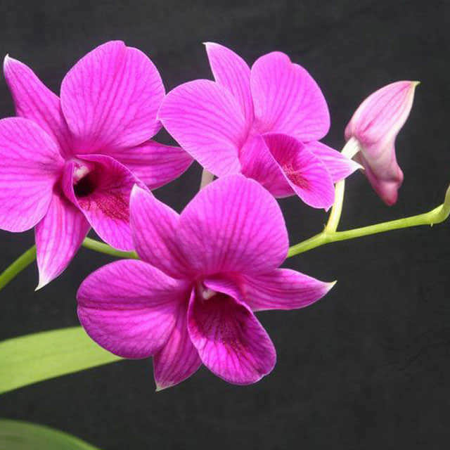 Dendrobium bigibbum