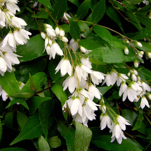 Deutzia gracilis