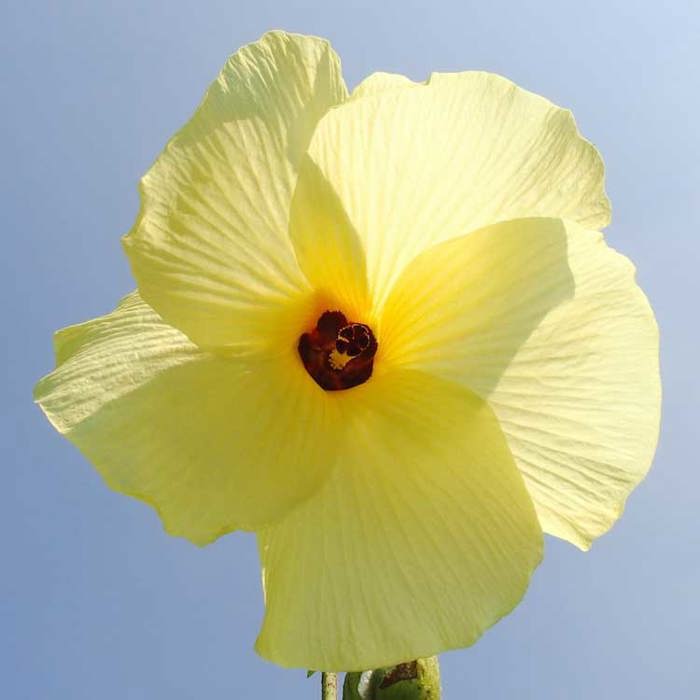Abelmoschus moschatus