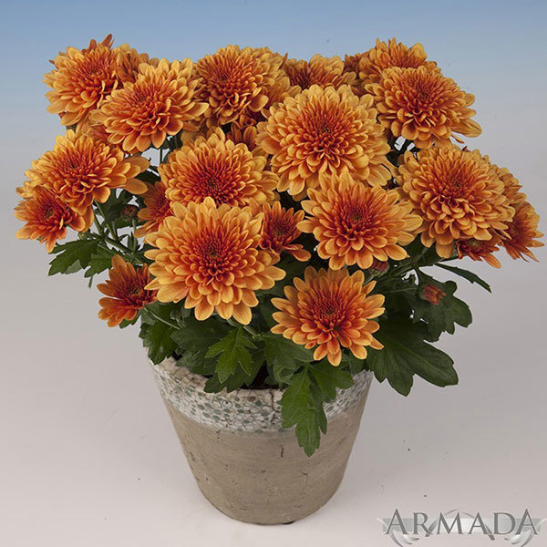 Chrysanthemum Willian Fine Webbing