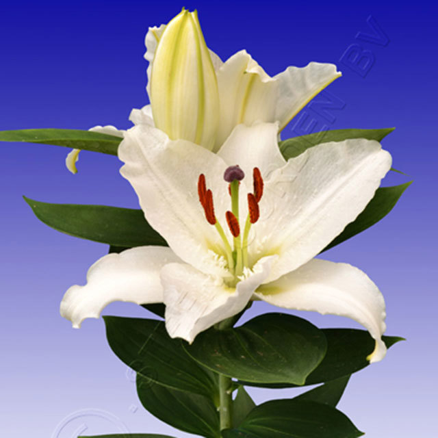 Lilium Sheer Blond Sudden Leaf Drop