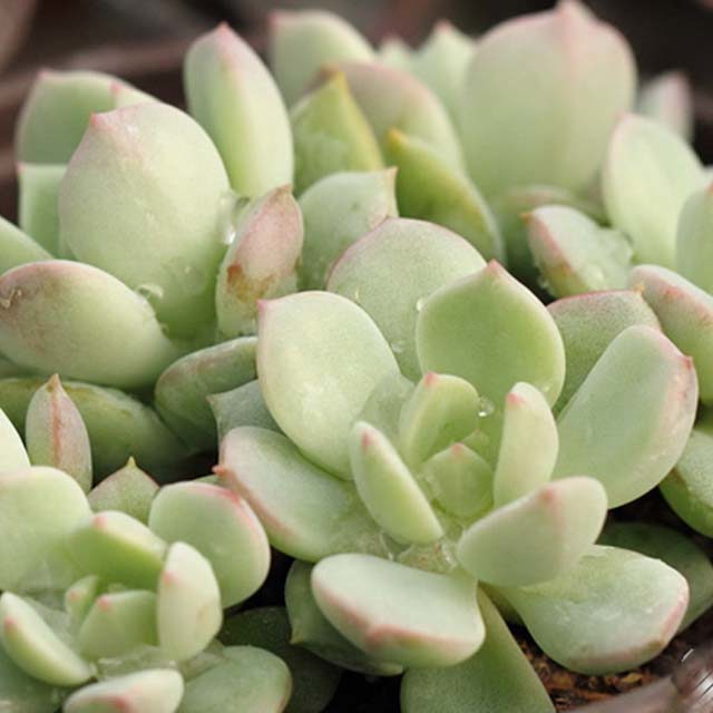 Graptoveria A Grim One