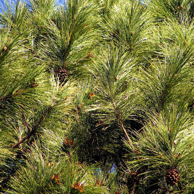 Pinus elliottii