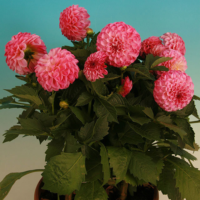 Dahlia Corona Beach