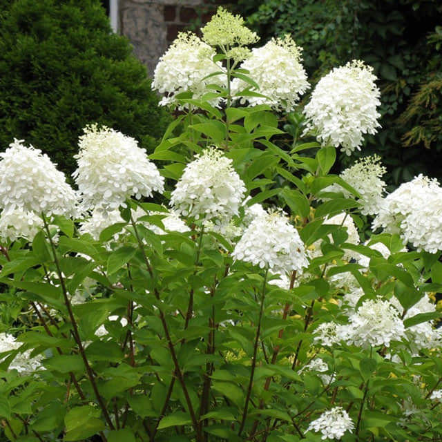Hydrangea paniculata
