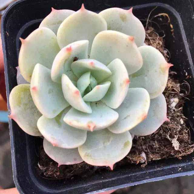Echeveria Peacock Blue Drooping Leaves