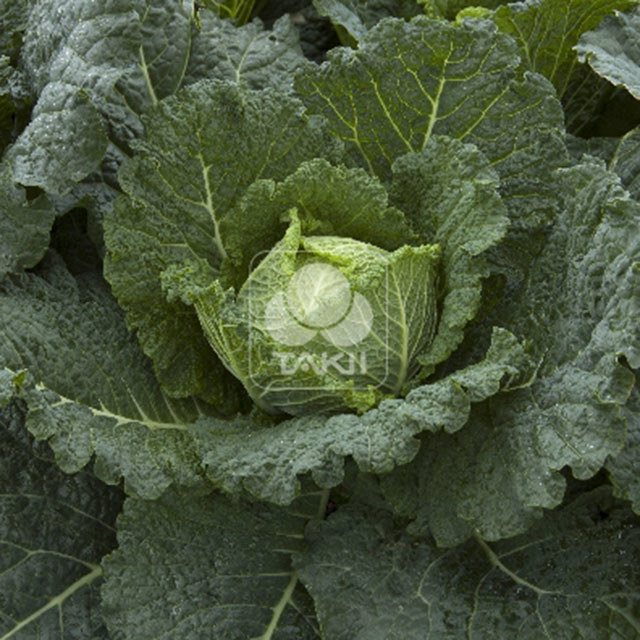 Savoy Cabbage Sonho F1 White Cottony Spots