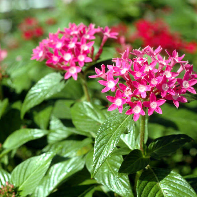 Pentas lanceolata