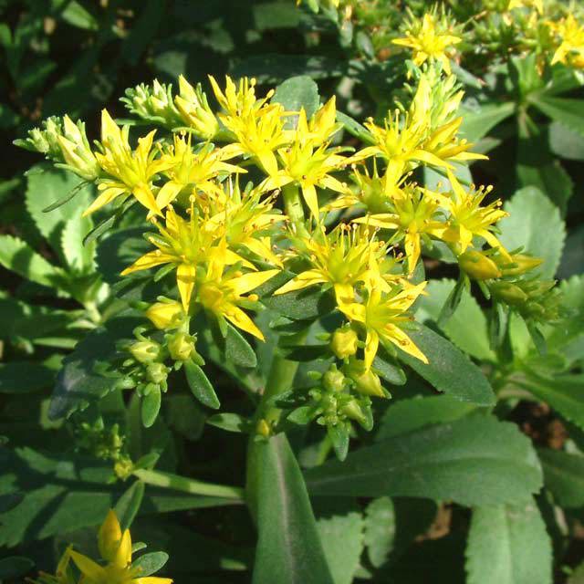 Sedum aizoon